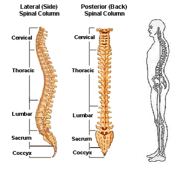 Posture Chart